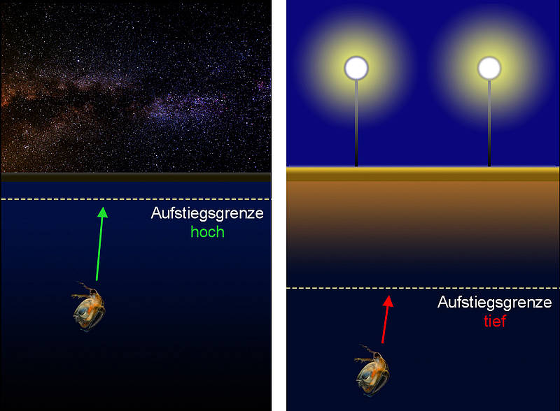 Bei natürlicher Dunkelheit (links) frisst der Wasserfloh bis in die obersten Wasserschichten die Algen weg. Wird die Nacht zu sehr aufgehellt, verschiebt sich die Aufstiegsgrenze nach unten (rechts). Die Folge: die Algen breiten sich ungehindert aus.